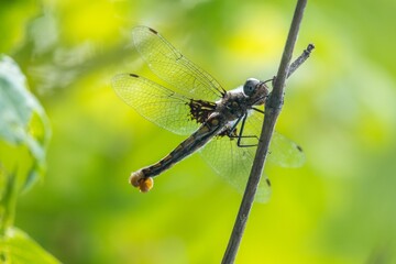 Sticker - dragonfly closeup 1231232425522