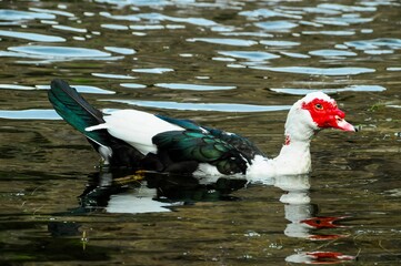 Poster - Muscovy Duck floating on a calm lake