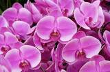 Fototapeta Kwiaty - Many of pink orchids. Phalaenopsis orchid bloom