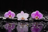 Fototapeta Kuchnia - spa still life of with
macro of orchid and zen black stones wet background
