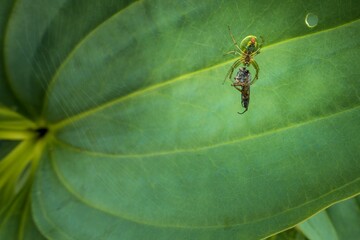 Canvas Print - Beautiful macro view of a green spider approaching to its victim stuck in the web