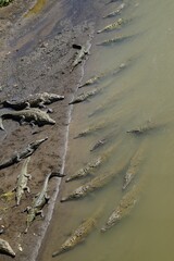 Sticker - Vertical of crocodiles swimming in water or standing on shore on a sunny day