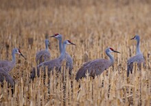 Group Of Sandhill Cranes (Antigone Canadensis) In A Corn Field In Nebraska
