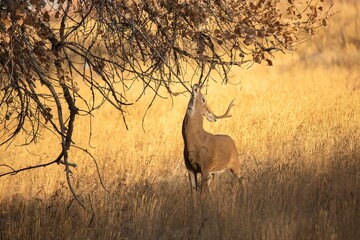 Sticker - White-tailed deer (Odocoileus virginianus) in a meadow