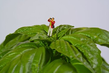 Wall Mural - photographer on a giant basil plant , mammoth basil, neapolitan basil,