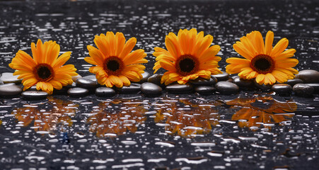 Wall Mural - still life of with 
sunflower and zen black stones ,wet background
