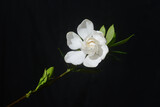 Fototapeta Kwiaty - white gardenia with leaf isolated on black background