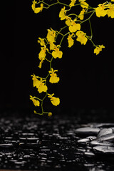 Wall Mural - still life of set of yellow orchid and zen black stones on wet background