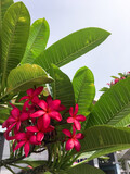 Fototapeta Kuchnia - Plumeria flower red frangipani tropical flower, plumeria flower blooming on tree,
