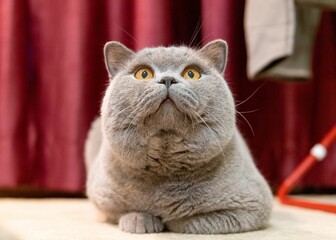 Wall Mural - British shorthair cat relaxing on the floor