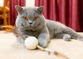 Canvas Print - British shorthair cat relaxing on the couch