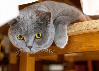 Wall Mural - British shorthair cat relaxing on the couch