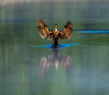 Old World Cormorant (Phalacrocorax) Over The Pond With Open Wings