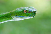 Close-up Of A Green Tree Pit Viper's Head Against A Green Background, Indonesia