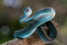 Close-up Of A White-lipped Island Pit Viper On A Branch, Indonesia