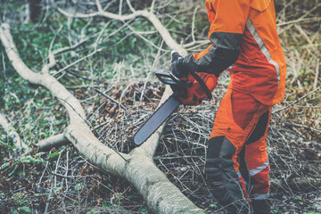 Wall Mural - Man holding a chainsaw and cut trees. Lumberjack at work wears orange personal protective equipment. Gardener working outdoor in the forest. Security professionalism occupation forestry worker concept