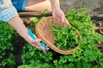 Wall Mural - Close-up of womans hands with pruner cutting crop of fresh parsley