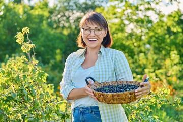 Wall Mural - Smiling middle aged woman holding basket of ripe blackcurrants