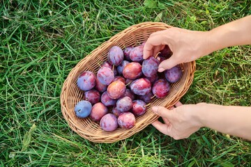 Wall Mural - Close-up basket with ripe blue plums, with woman hands, top view