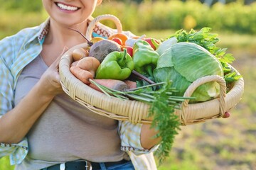 Wall Mural - Close up basket of fresh raw organic vegetables in farmer hands