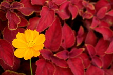 Close-up Of A Yellow Flower Against A Bush With Red Leaves, Indonesia
