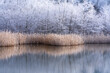 聖高原中牧湖の霧氷の山林
