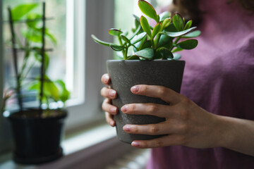 A close up of young female hands taking care of her plants indoors inside her apartment during the day