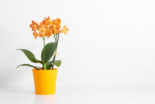 Beautiful Orange Orchid In Pot On White Background. Orange Orchid Flowers Bouquet On White Table.