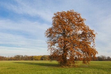 Wall Mural - Fall scenery of a tree in a field