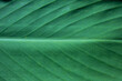 Tekstura liścia Paciorecznik (Canna)