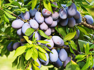 Wall Mural - Ripe plum fruit (Prunus domestica) on branch of tree. Fresh bunch of natural fruits growing in homemade garden. Close-up. Organic farming, healthy food, BIO viands, back to nature concept.