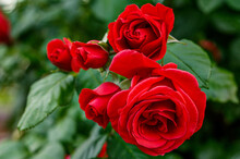 Red Roses In A Natural Environment, In Full Bloom From Close Range, Elegant And Romantic Delicate Flowers