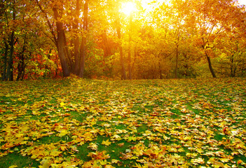 Sticker - Autumn leaves on green grass