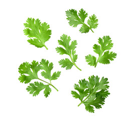 Coriander leaf isolated on alpha layer