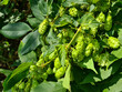 Green branches and fresh hop cones close-up, agricultural background.