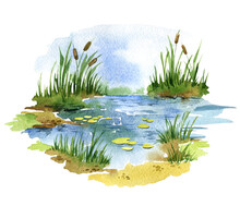 Watercolor Illustration Duck Pond With Grass And Reeds, Swamp