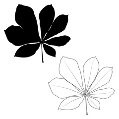 Wall Mural - Set of vector chestnut leaf outline and silhouette black icon. Simple chestnut leaves illustration for logo. Realistic hand drawn leaves illustration set on white background.