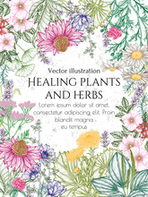 Vector Frame Of Medicinal Herbs In Engraving Style. Linear Graphic Chamomile, Chicory, Clover, Lavender, Plantain, Valerian, Echinacea, Rosehip, Coltsfoot, Ginkgo