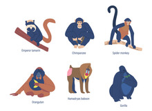 Set Of Monkeys, Golden Shub-nosed, Proboscis And Emperor Tamarin, Chimpanzee. Spider, Hamadryas Baboon And Marmoset