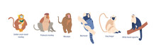 Set Of Wild Monkeys Or Apes Animals Golden Shub-nosed, Proboscis, White-faced Capuchin And Macaque, Marmoset, Orangutan
