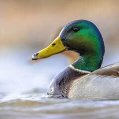 Sticker - Male Mallard swimming in water of wetland