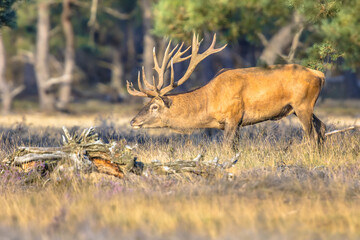 Canvas Print - Red deer rutting season Veluwe