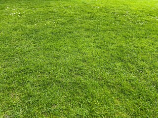 Poster - Beautiful lawn with green grass outdoors on sunny day