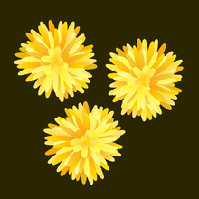 Dandelion Flowers Vector Illustration Clipart Isolated On White Background