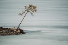 Lonely Tree On The Shore Of A Lake