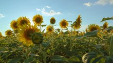 Sunflowers On The Field. A Picture Of An Advertisement For Sunflower And Vegetable Oil. Sunflower Fields And Meadows. Backgrounds  And Screensavers With Large Blooming Sunflower Buds. Sunflower Seeds.