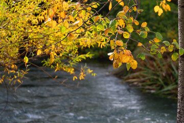 Colorful autumn leaves by the river. Selective focus.