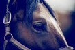 Gray horse's eye close-up. Horse muzzle close up