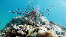 Lion Fish In The Red Sea In Clear Blue Water Hunting For Food .