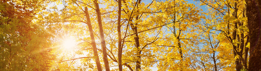 Wall Mural - Panoramic view of the trees in autumnal park in the morning.